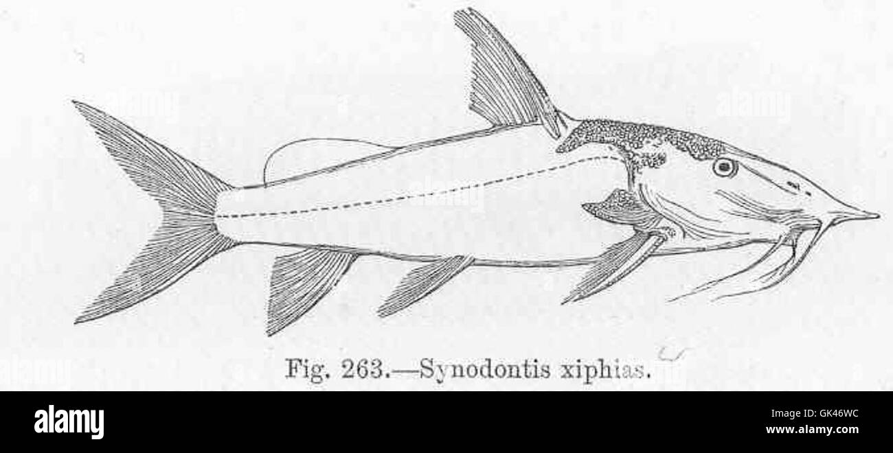 47149 Synodontis xiphias Stock Photo
