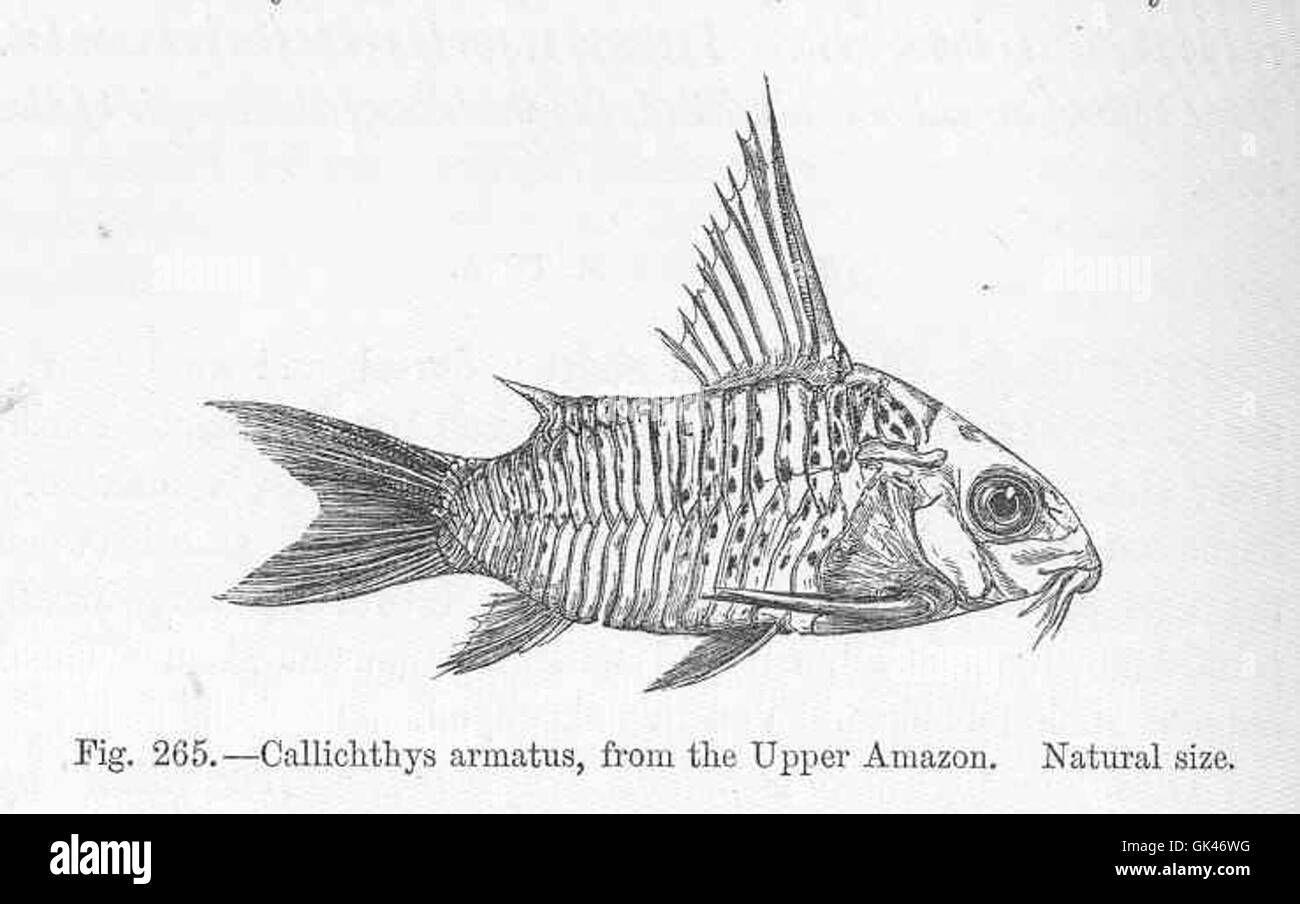 47151 Callichthys armatus, from the Upper Amazon Stock Photo
