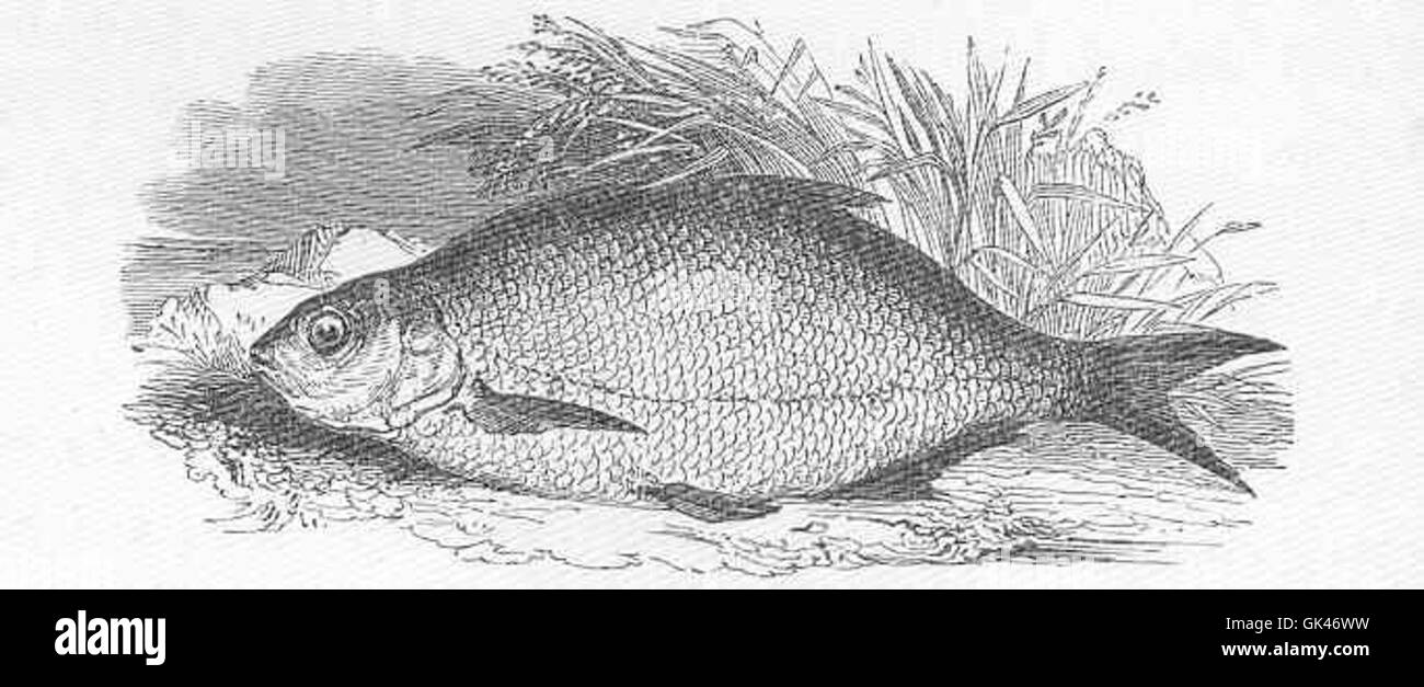 The bream (Abramis brama) is a freshwater fish species commonly found ...