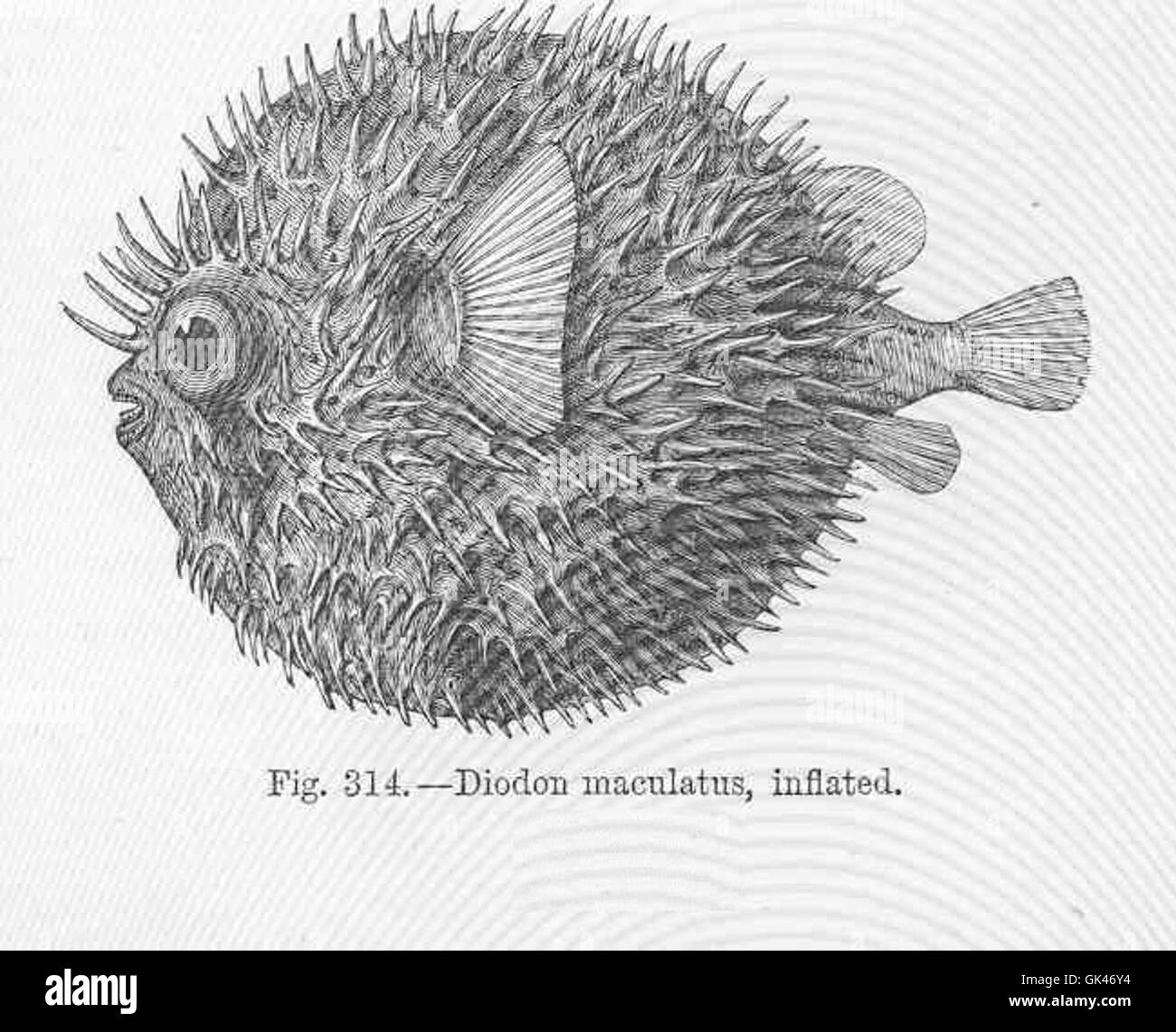 Fish That Inflates Diodon maculatus, commonly known as the spotted porcupinefish, inflates ...