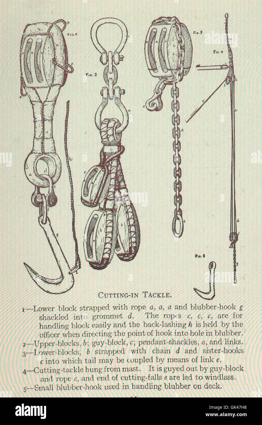This image depicts the specialized cutting-in tackle used in whaling ...