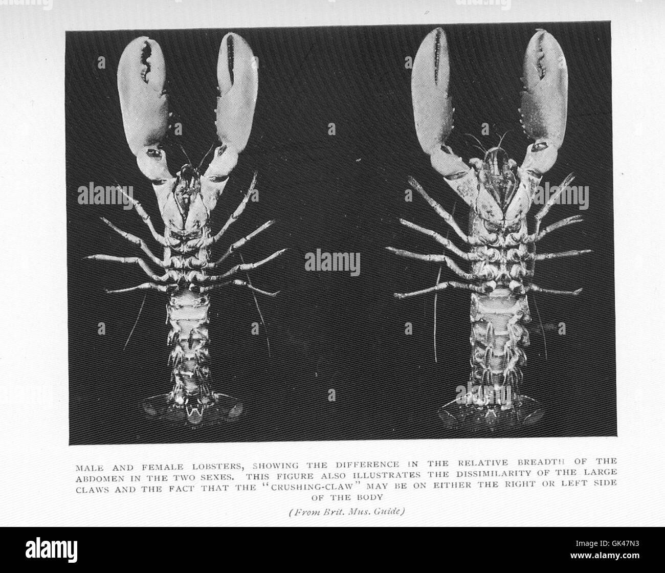 47703 Male and Female Lobsters, showing the differences in the relative