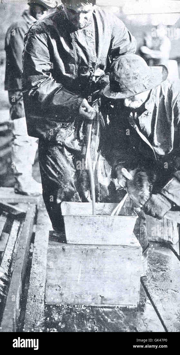 47727 This Picture Shows how Salmon Eggs are Secured and Fertilized in