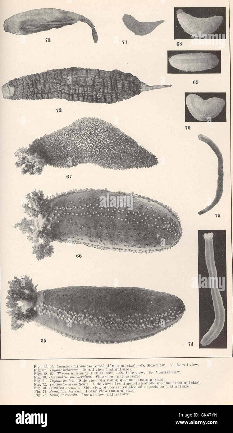 47874 Cucumaria frondosa side view (65), dorsal view (66); Thyone briareus dorsal view (67); Thyone unisemita side view (68), ventral Stock Photo