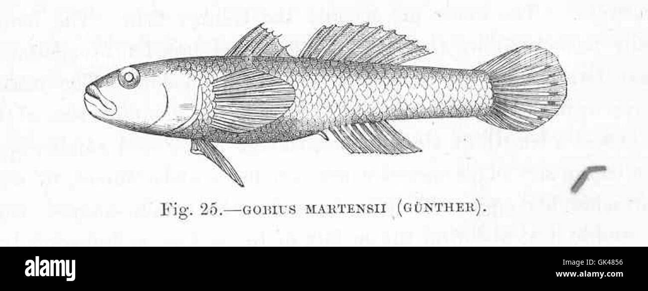 47993 Gobius martensii (Gunther) Stock Photo