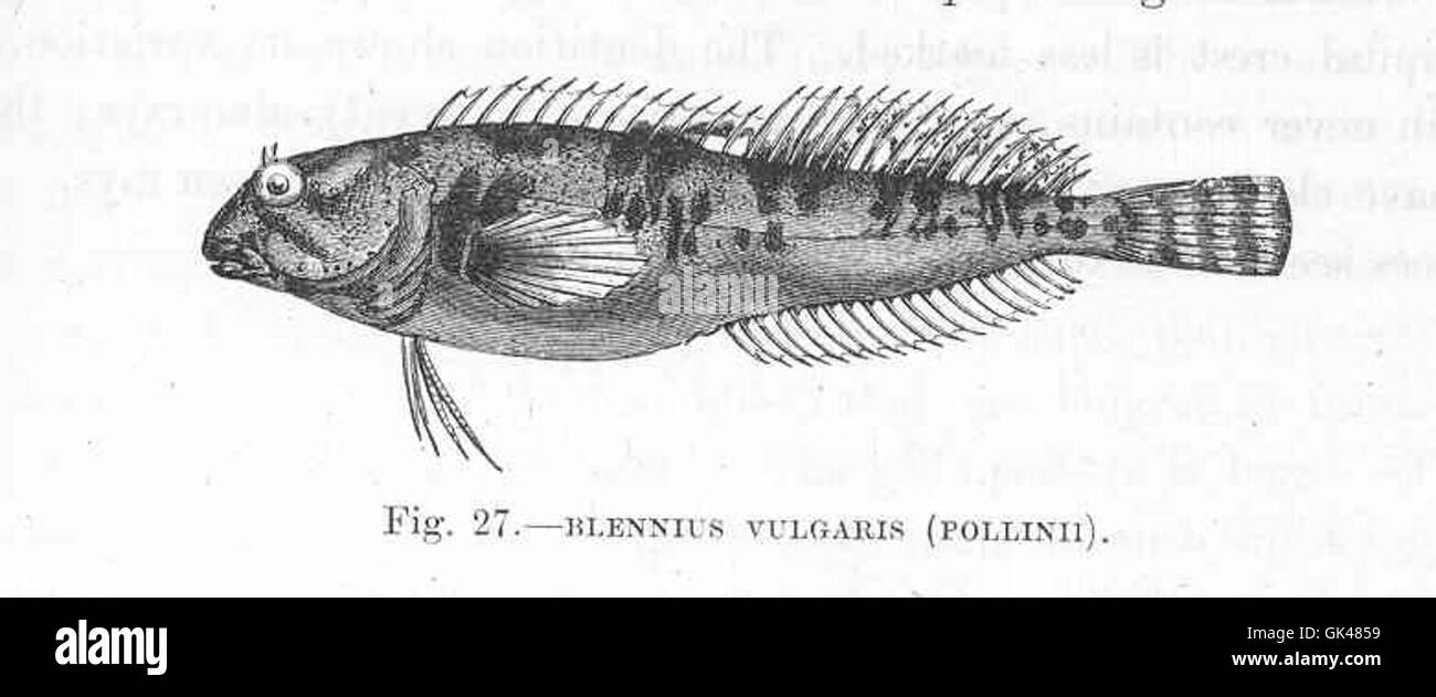47995 Blennius vulgaris (Pollinii) Stock Photo