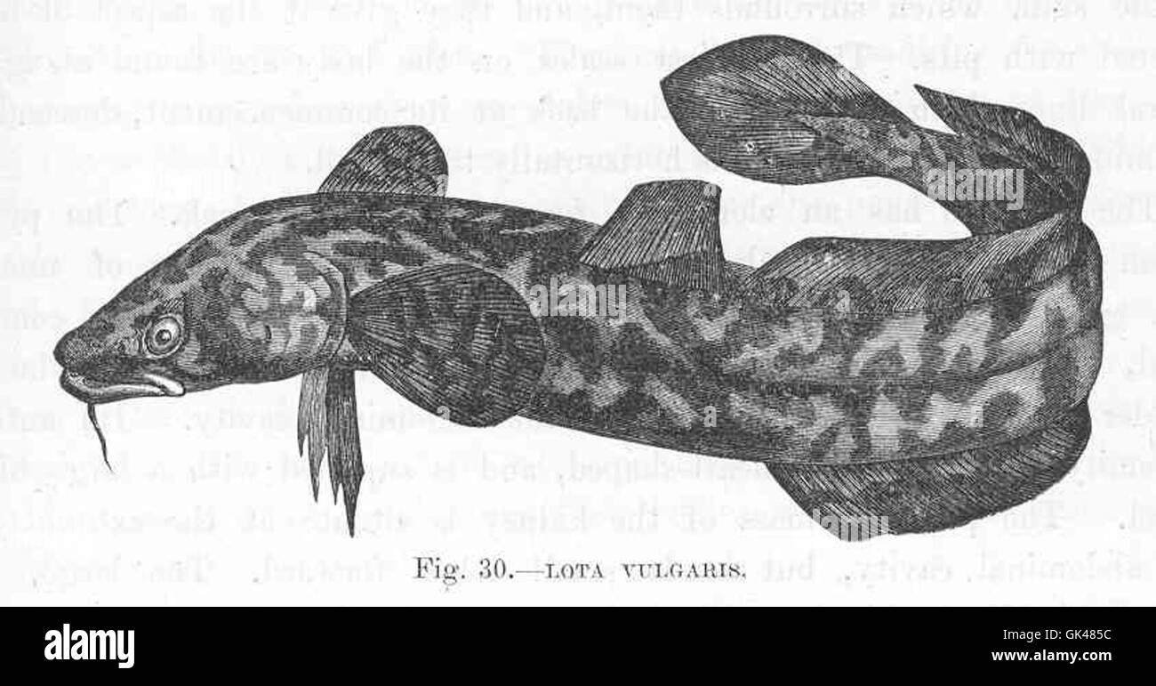 На рисунке сом и налим. Различие сома и налима. На рисунке сом и налим. Горный сом. Сом налим.