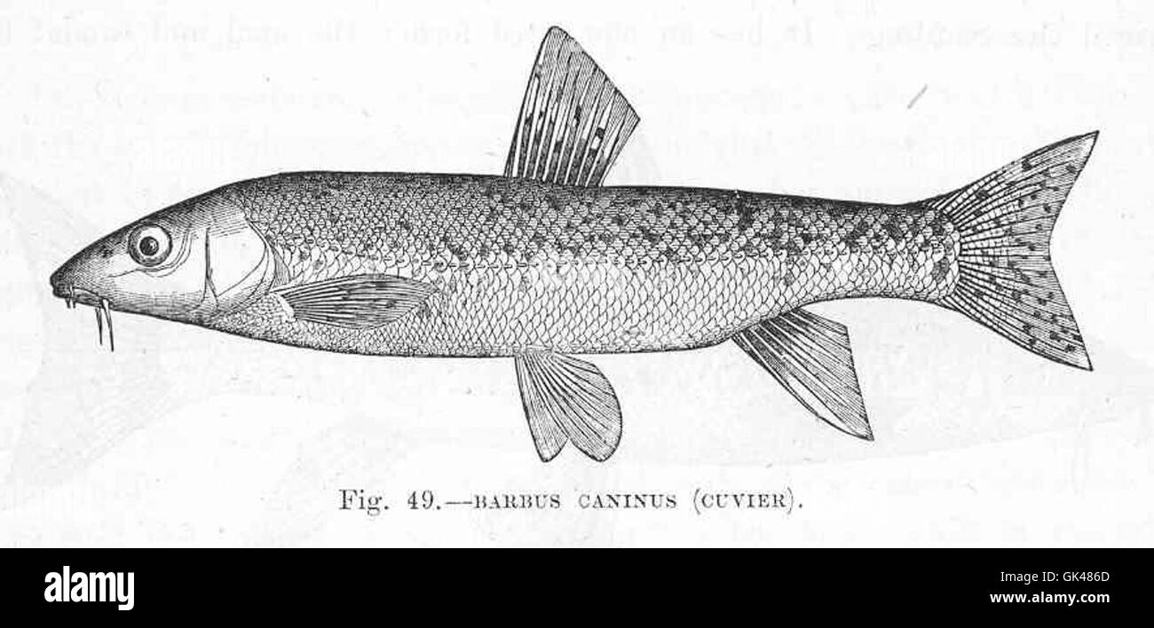 Barbus caninus hires stock photography and images Alamy