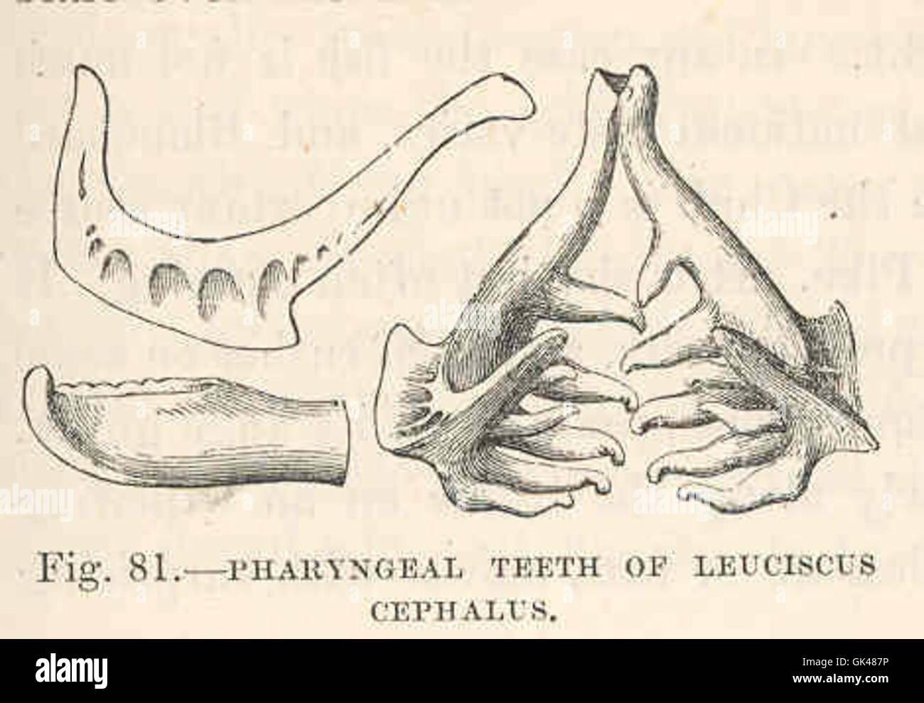 48049 Pharyngeal Teeth of Leuciscus cephalus Stock Photo