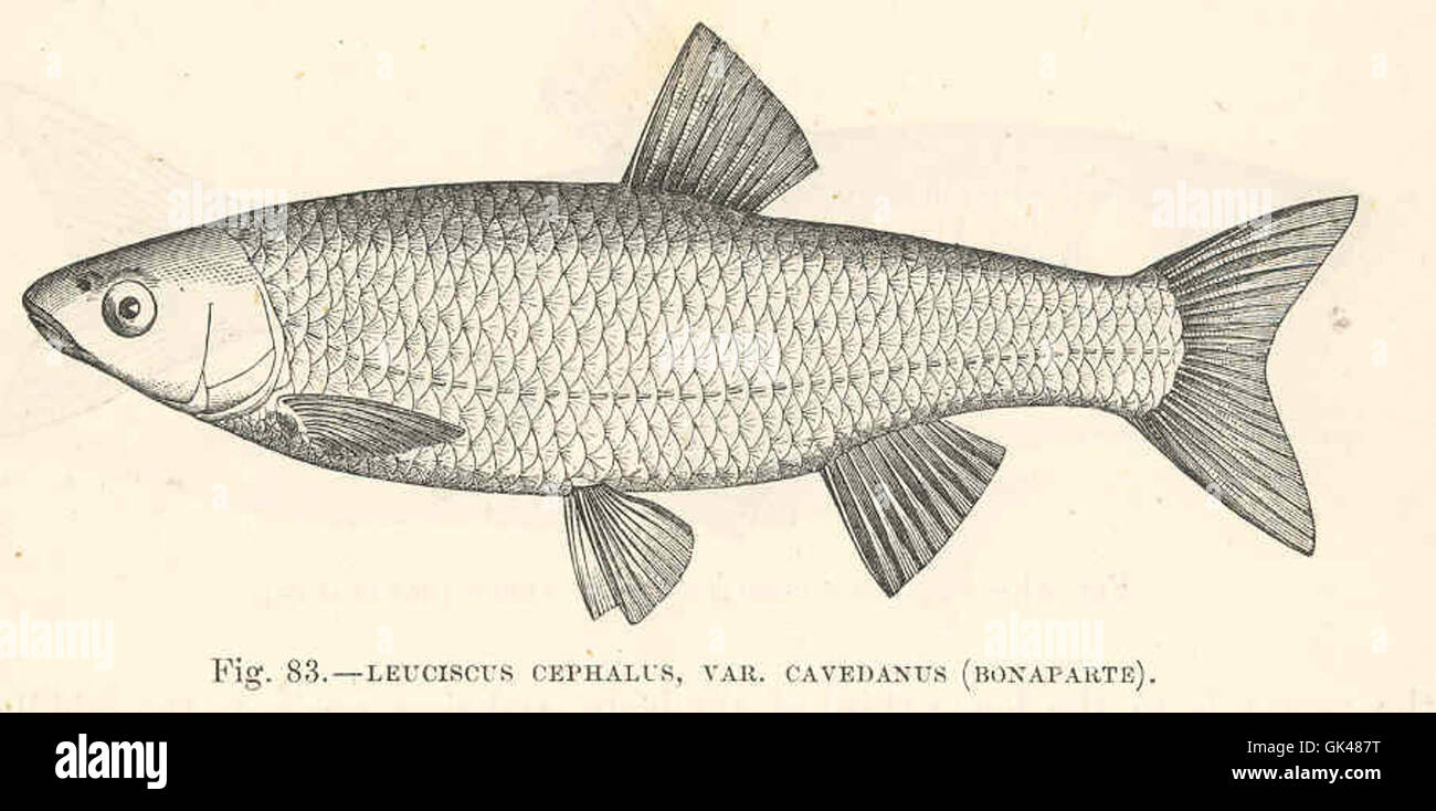 48051 Leuciscus cephalus, var Cavedanus (Bonaparte) Stock Photo