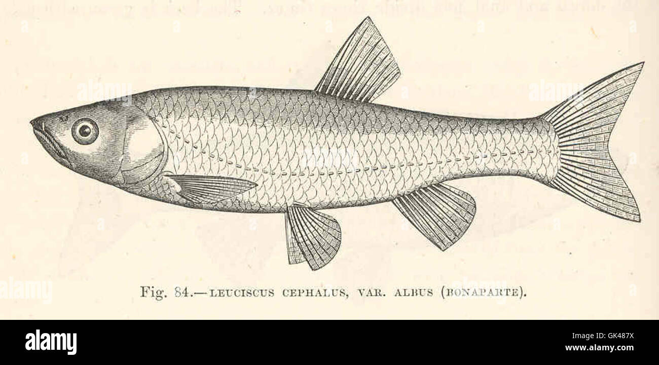 48052 Leuciscus cephalus, var Albus (Bonaparte) Stock Photo