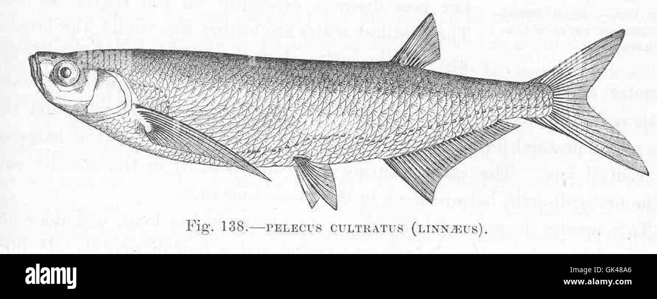 48106 Pelecus cultratus (Linnaeus Stock Photo Alamy