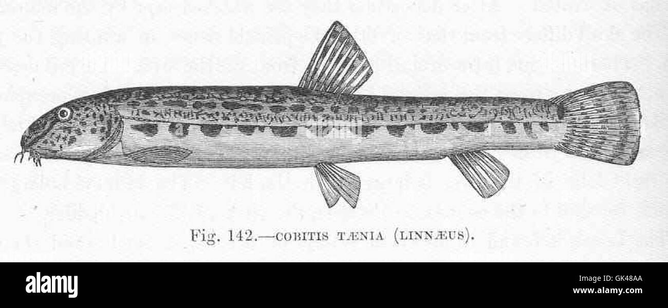 48110 Cobitis taenia (Linnaeus) Stock Photo