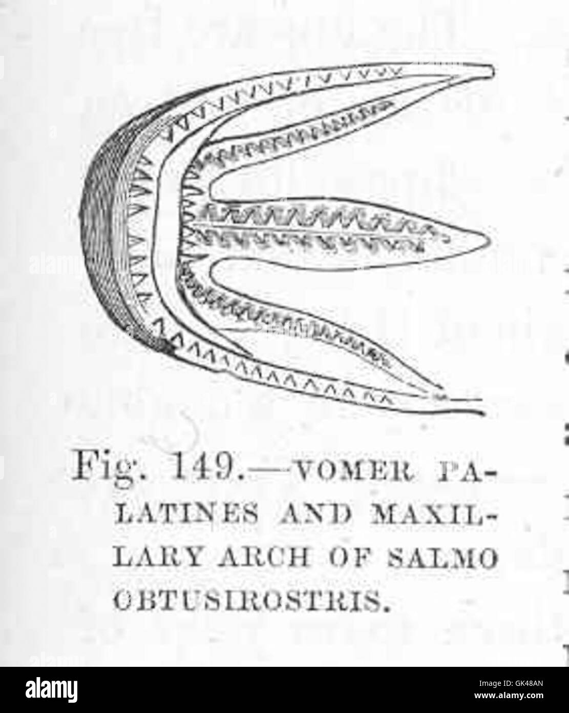 48117 Vomer Palatines and Maxillary Arch of Salmo obtusirostris Stock