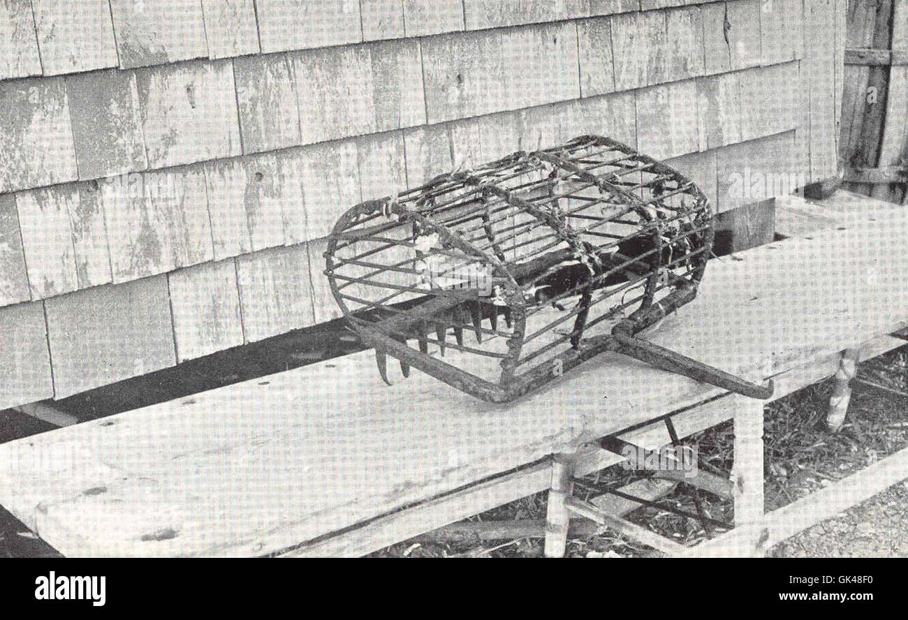 The basket rake, used in Edgartown and Nantucket, is an iron tool ...