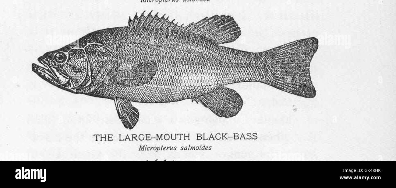 48277 Large-Mouth Black-Bass Stock Photo