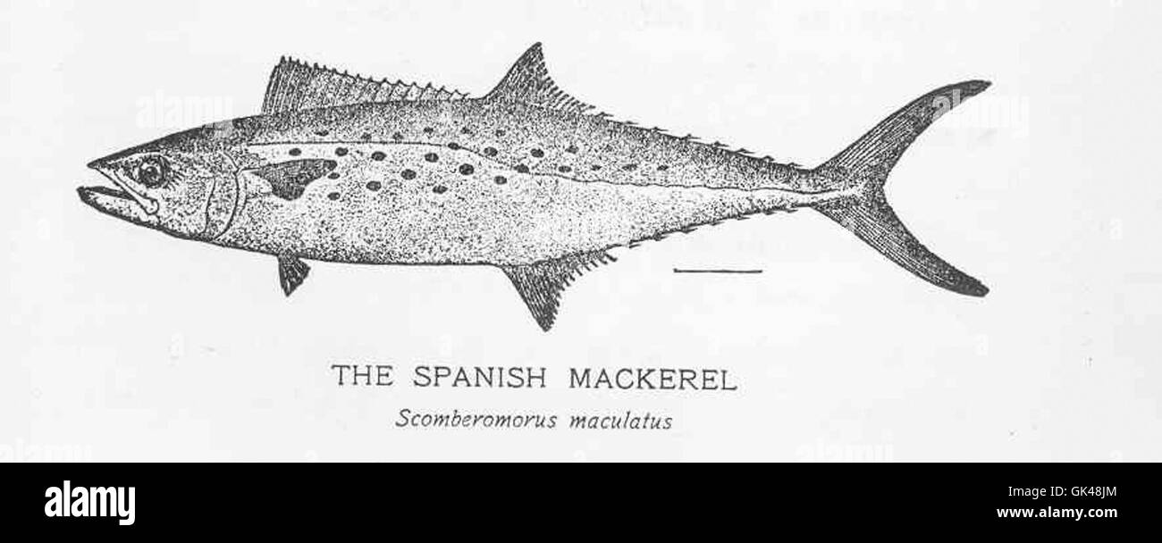 48302 Spanish Mackerel Stock Photo Alamy