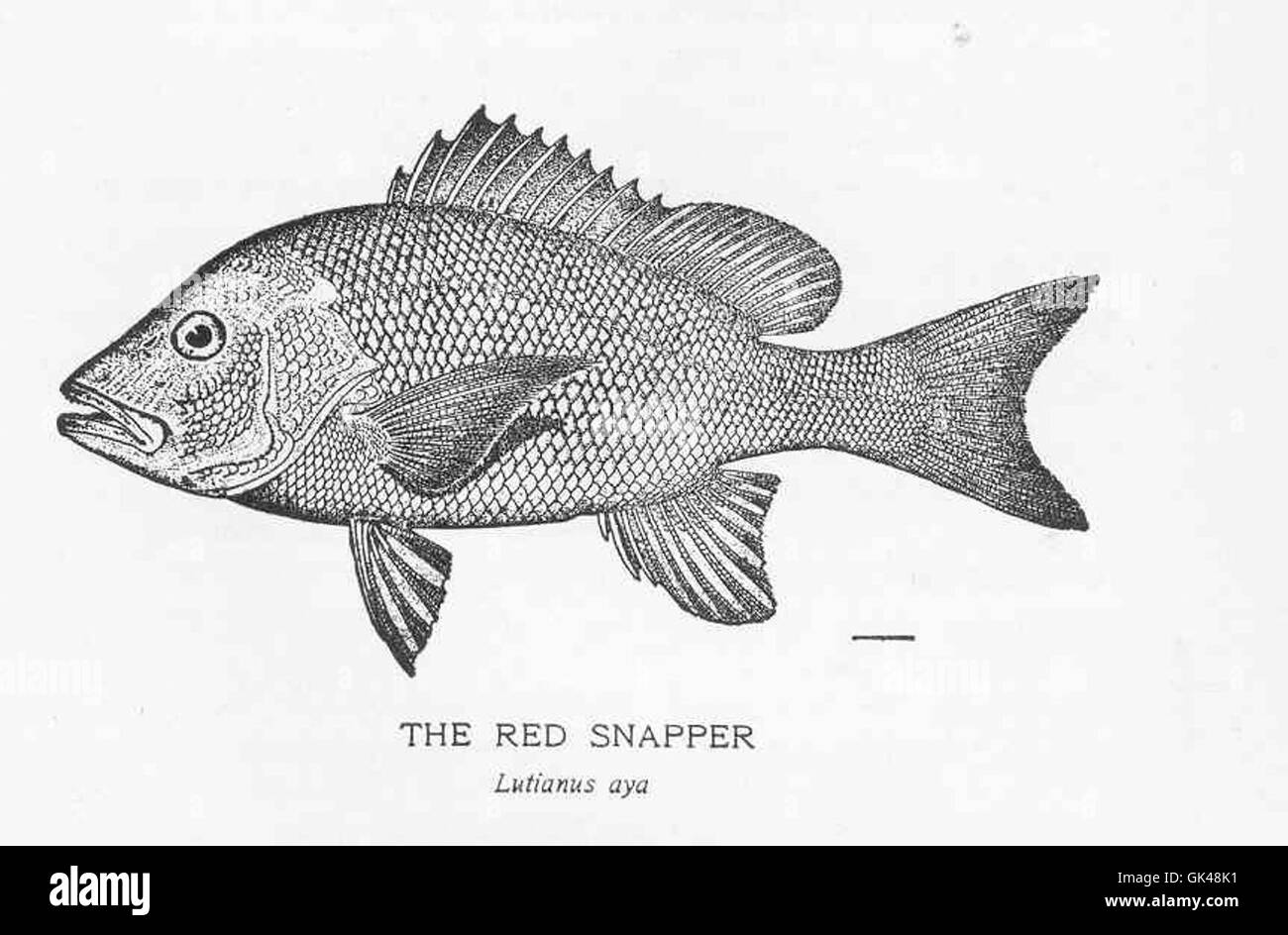 48308 Red Snapper Stock Photo Alamy