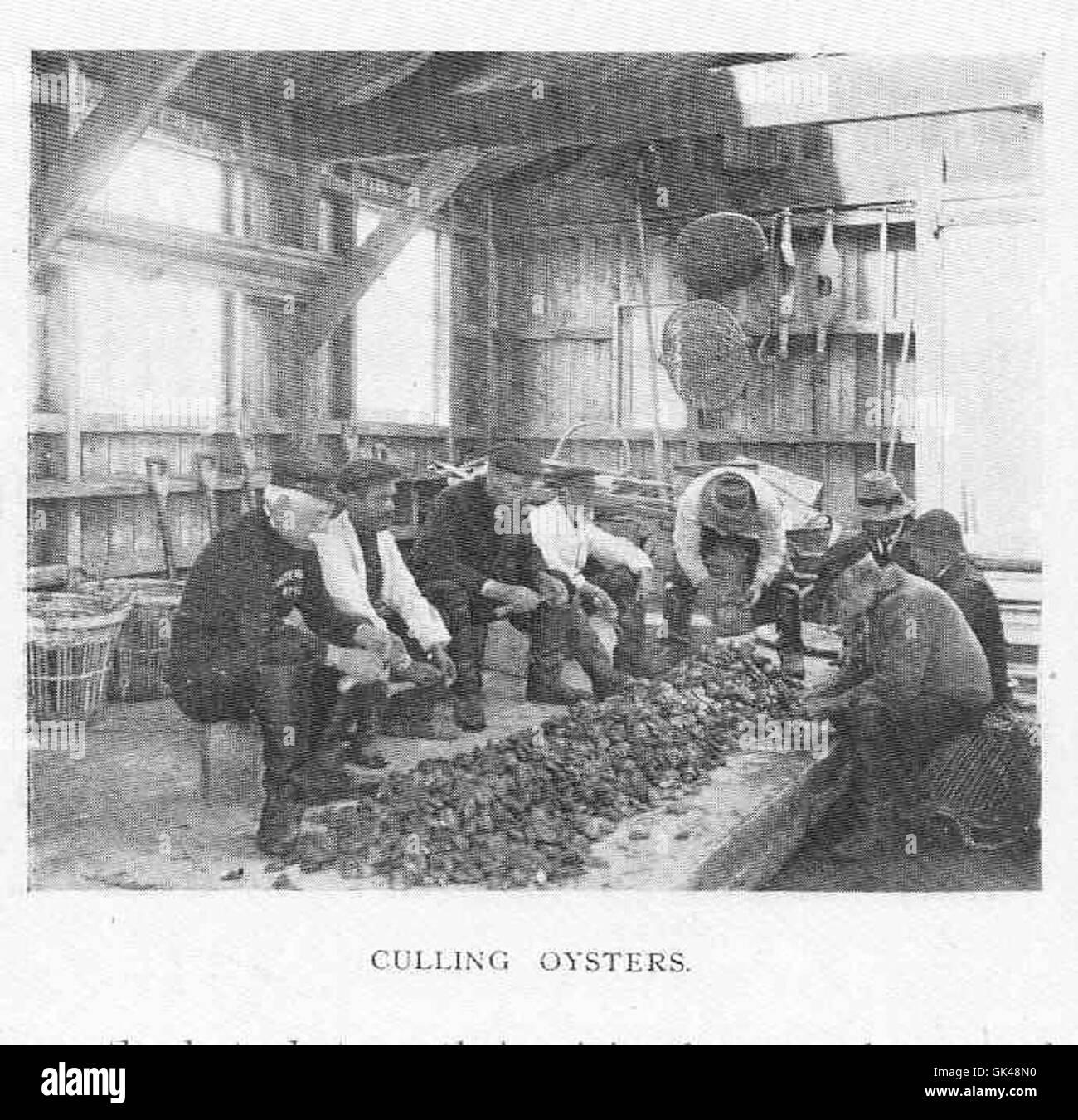 48353 Culling Oysters Stock Photo Alamy