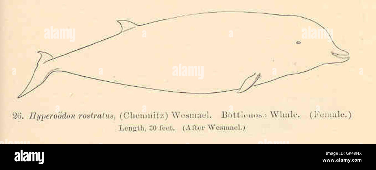 34092 Hyperoodon rostratus, (Chemnitz) Wesmael Bottlenose Whale (Female) Stock Photo