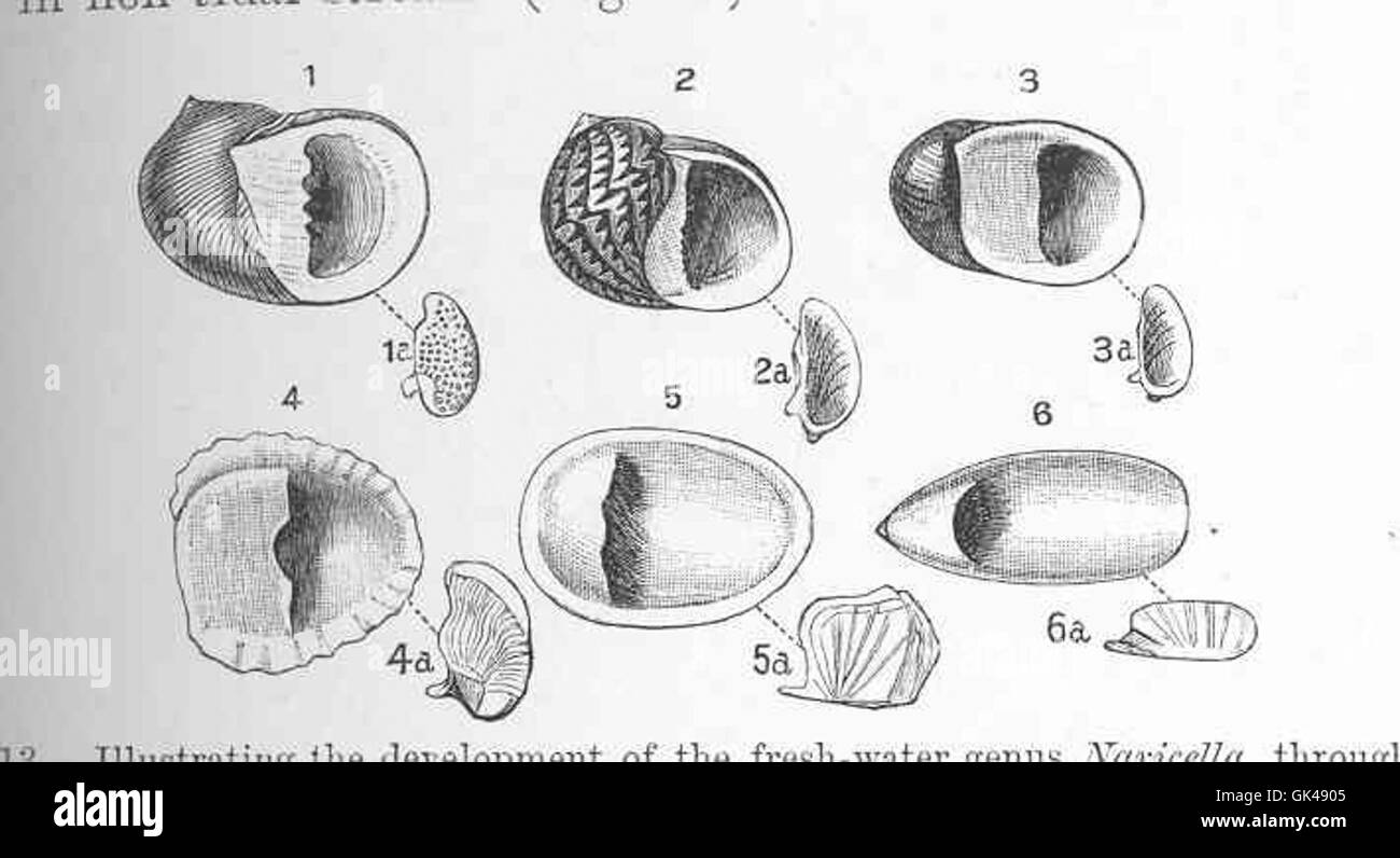 48518 Illustrating the development of the fresh-water genus Novicello, through the brackish-water Neritina, from the marine Nerita Stock Photo