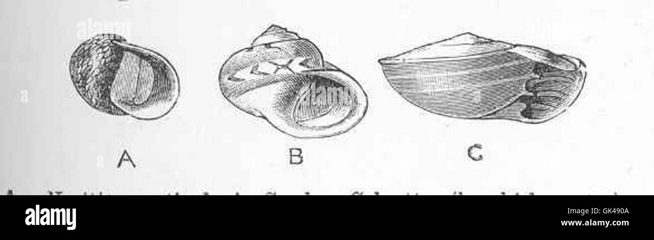 48523 A, Neritina reticularis Sowb, Calcutta (brackish water); B, Helicina neritella Lam, Jamaida (land); C, Proserpina (Ceres) eolina Stock Photo
