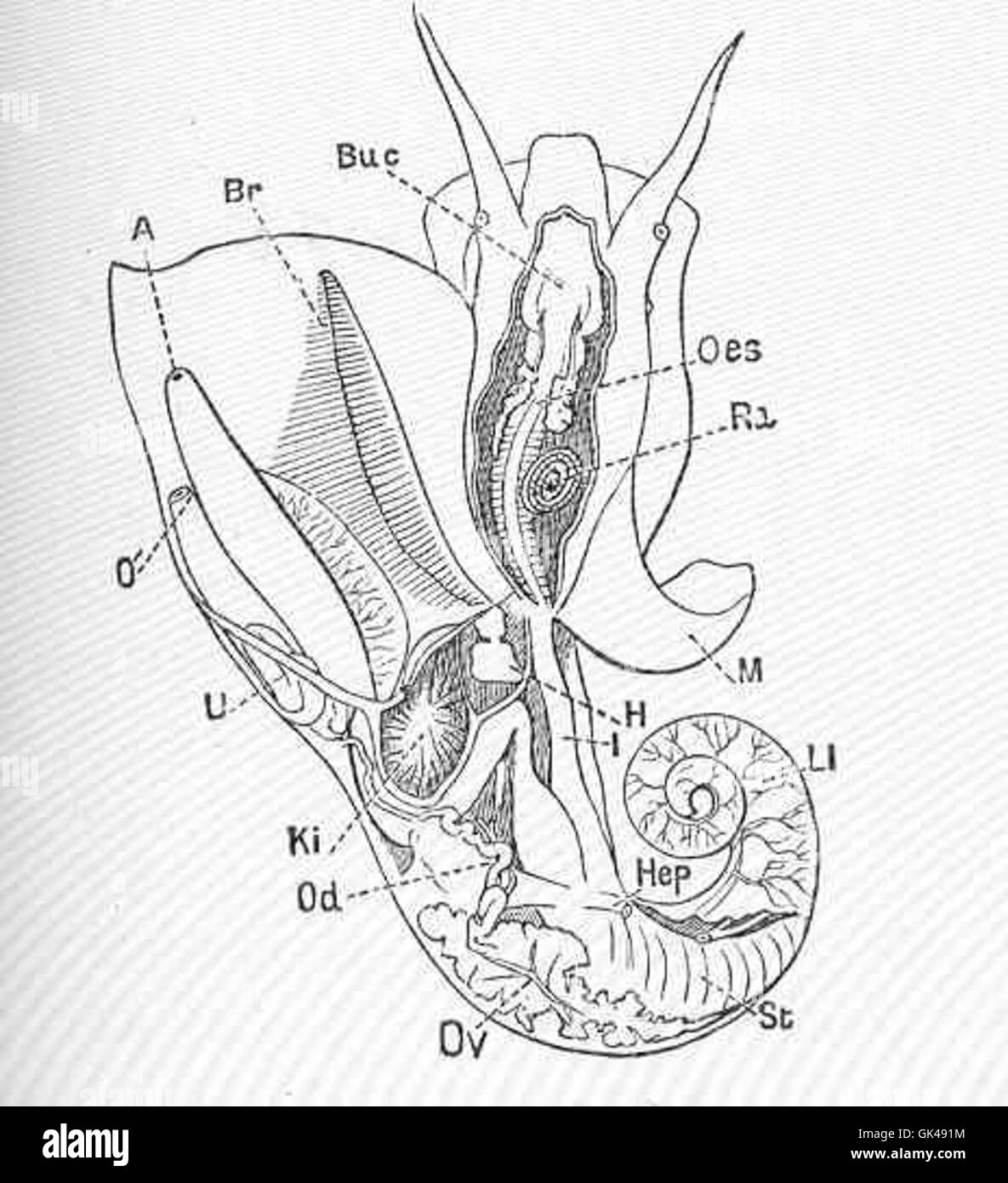 48554 Generative and other organs of Littorina obtusata L, female Stock Photo