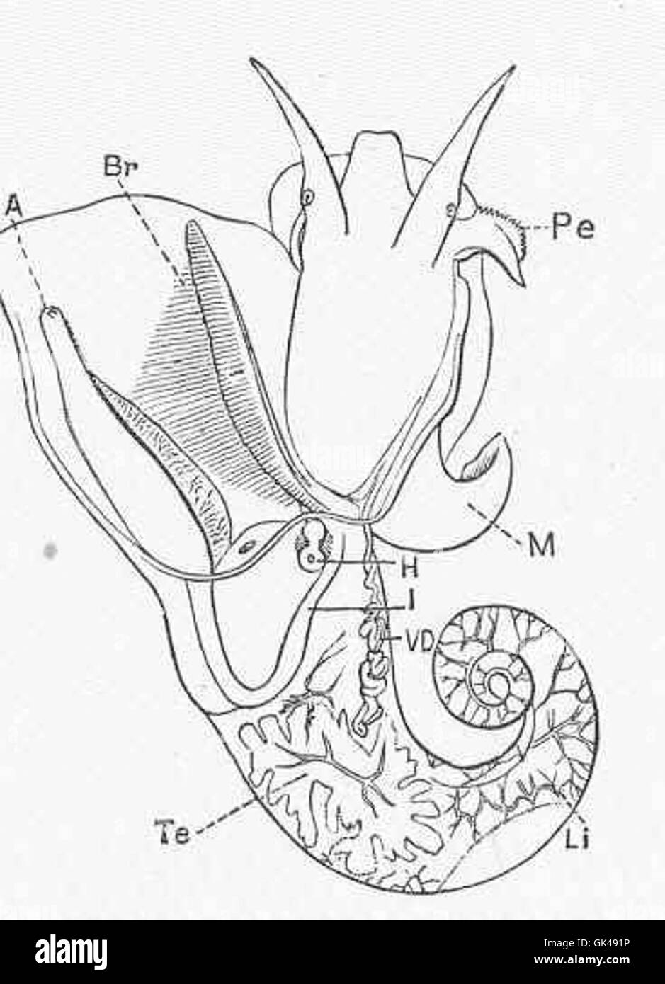48555 Generative and other organs of Littorina obtusata L, male Stock Photo