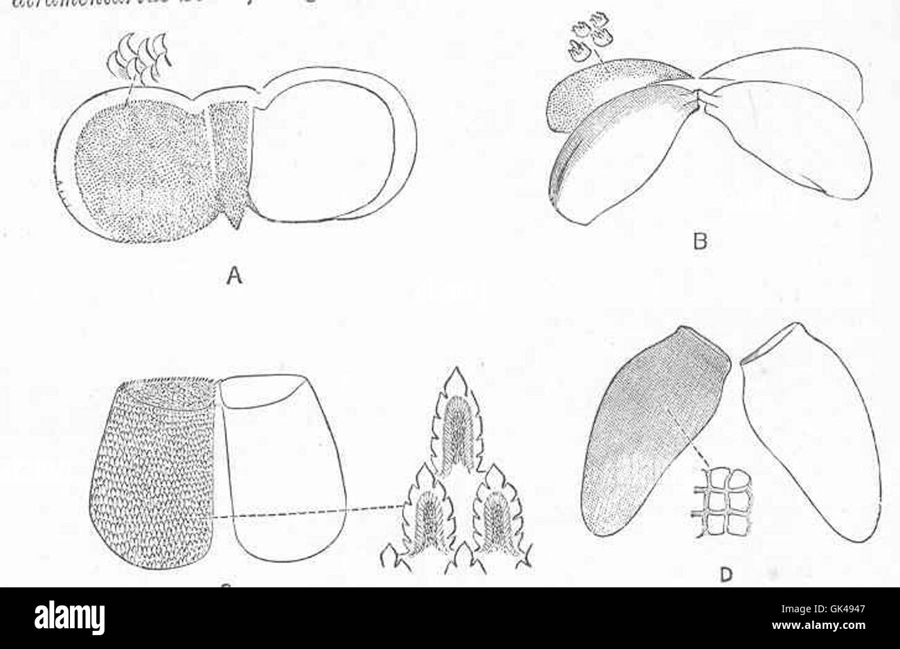 48614 Jaws of A, Chromodoris gracilis Ther; B, Scyllaea pelagica L; C, Pleurobranchus plumula Mont; Pleurobranchaea meckelii Lam Stock Photo