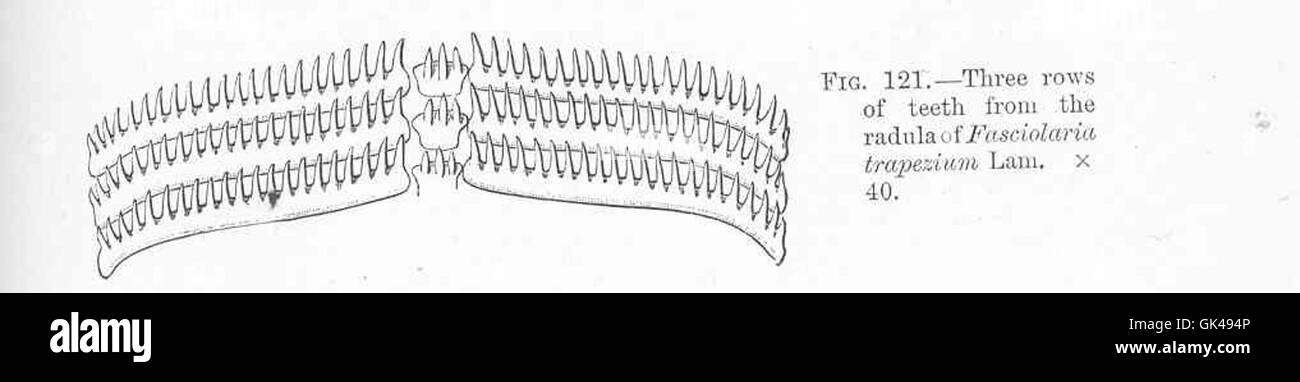 48626 Three rows of teeth from the radula of Fasciolaria trapezium Lam Stock Photo