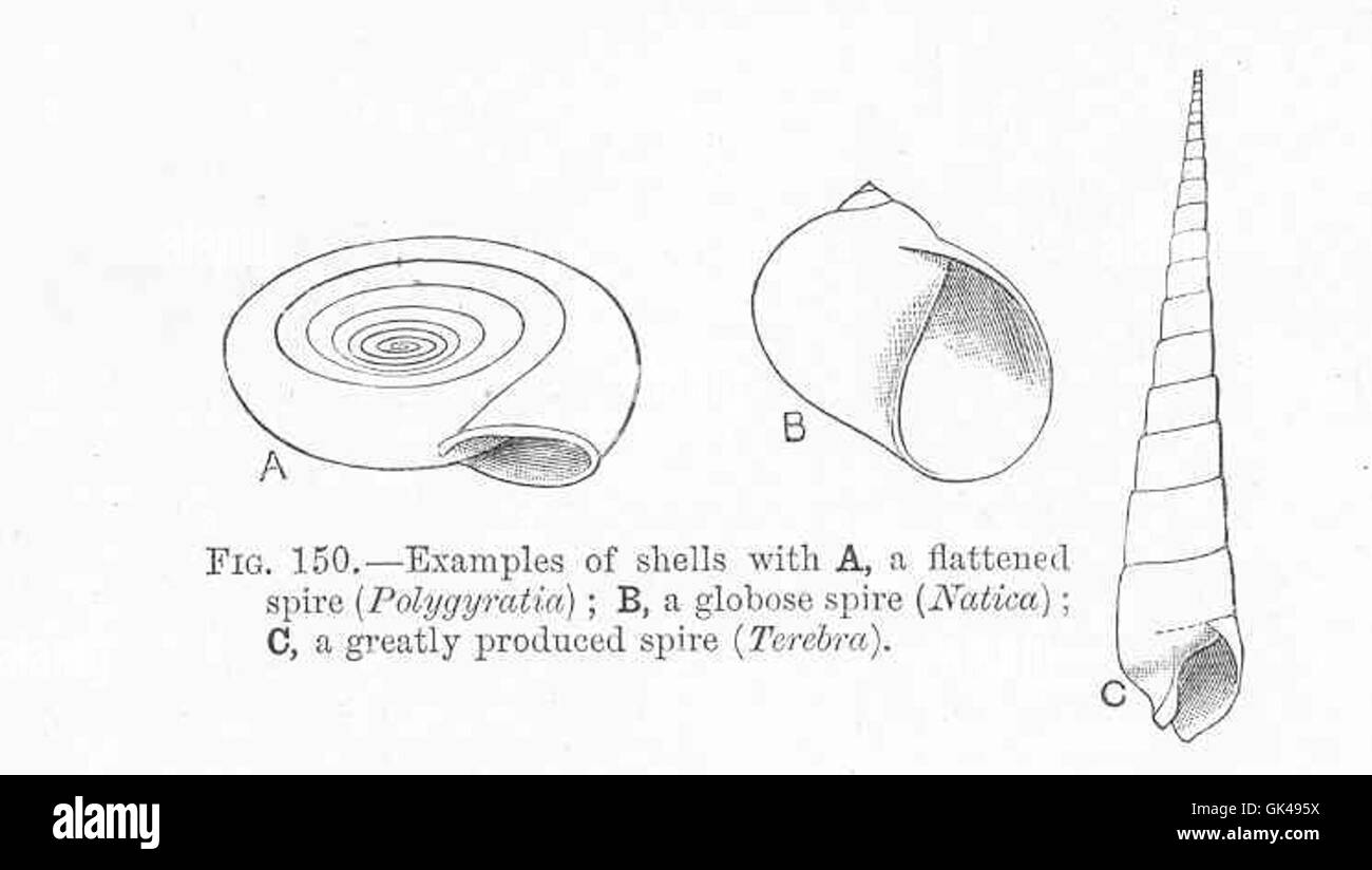 48655 Examples of shells with A, a flattened spire (Polygyratia); B, a globose spire (Natica); C, a greatly produced spire (Terebra) Stock Photo