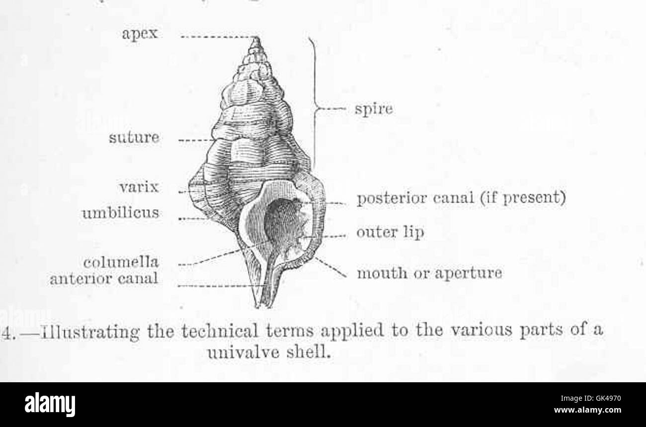 Structure of molluscs. The term applied