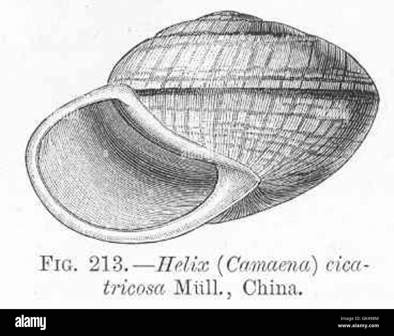 48719 Helix (Camatena) cicatricosa Mull, China Stock Photo