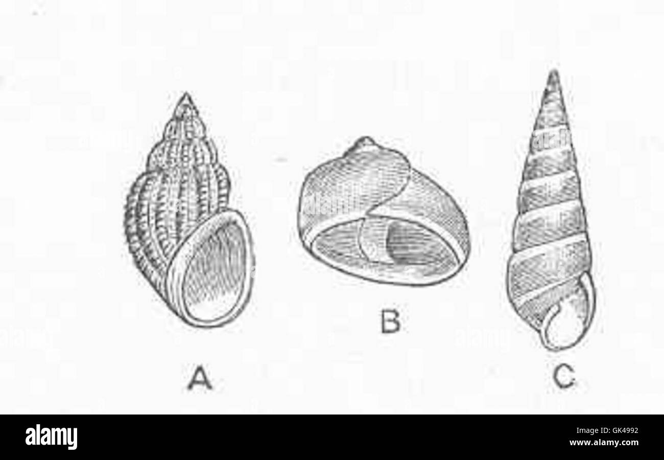 Mollusca species characteristic of Lake Tanganyika are diverse and vital to the lake's ecosystem. These mollusks play significant roles in nutrient cycling and the aquatic food web within the lake. Stock Photo