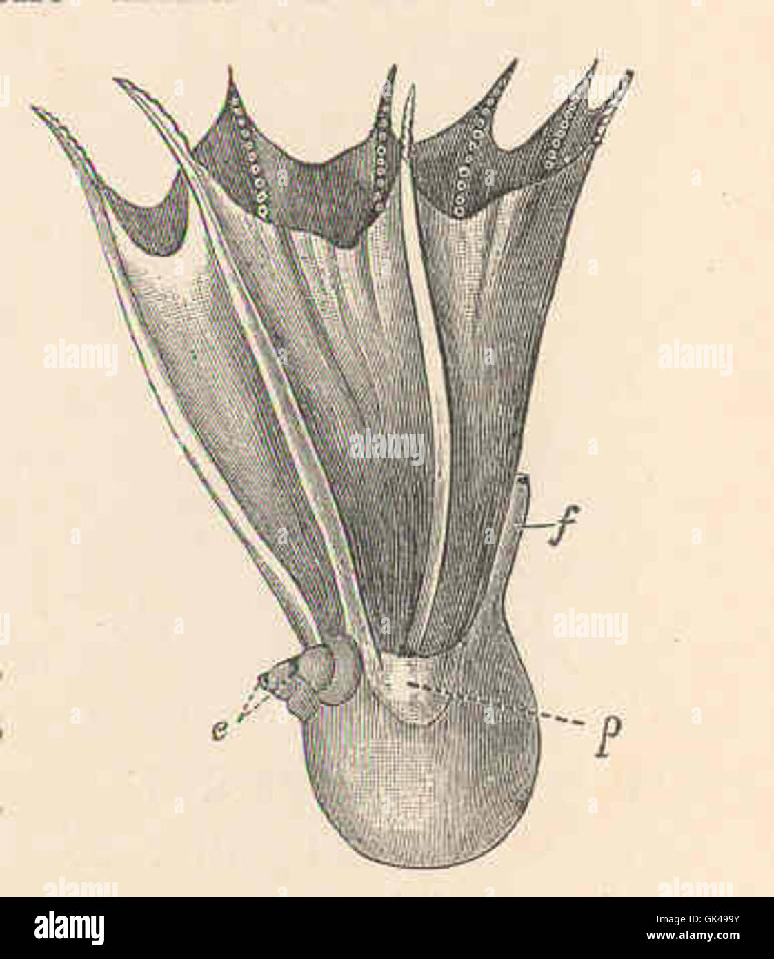 48748 Amphitretus pelagicus Hoyle, off Kermadee Is Stock Photo Alamy