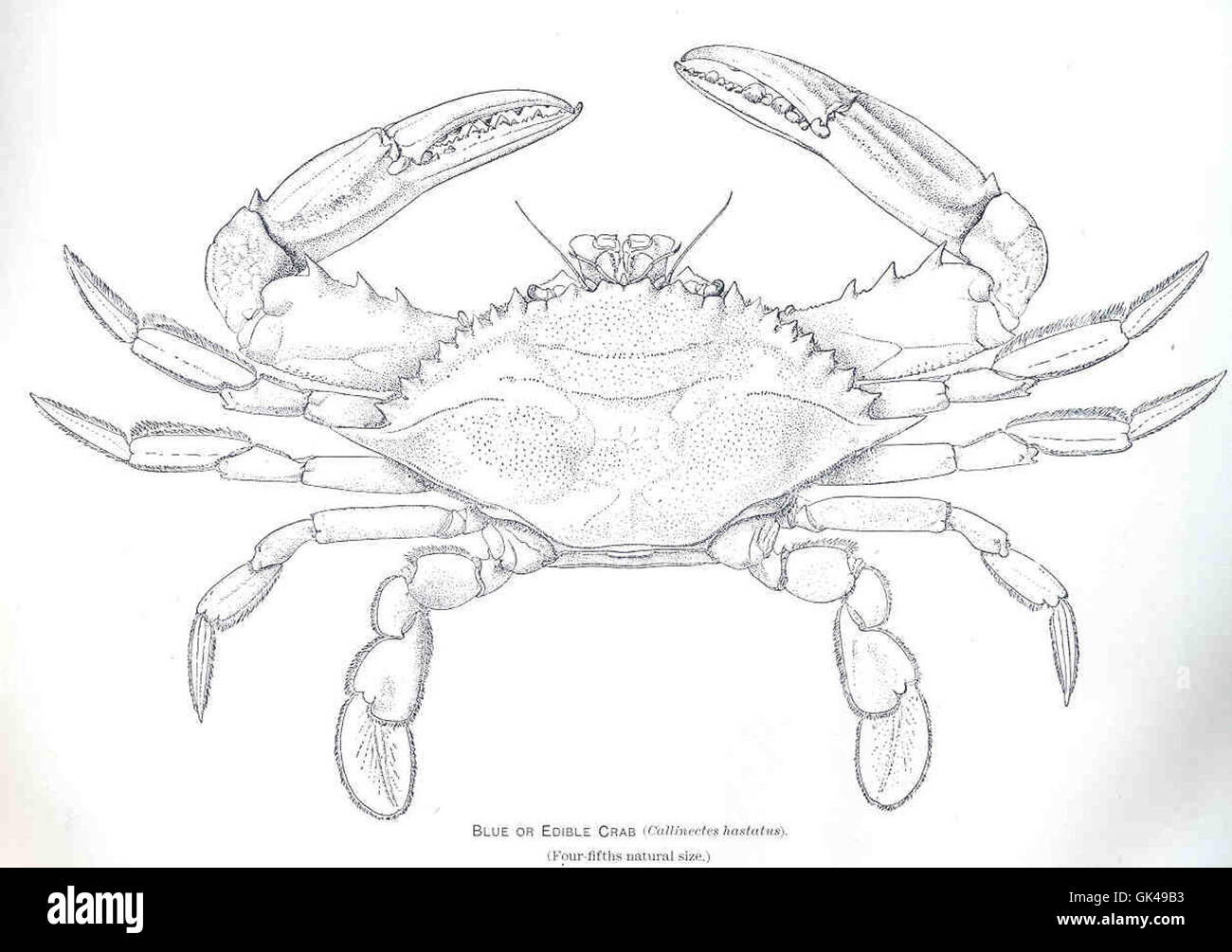 34133 Blue or Edible Crab (Callinectes hastatus) Stock Photo