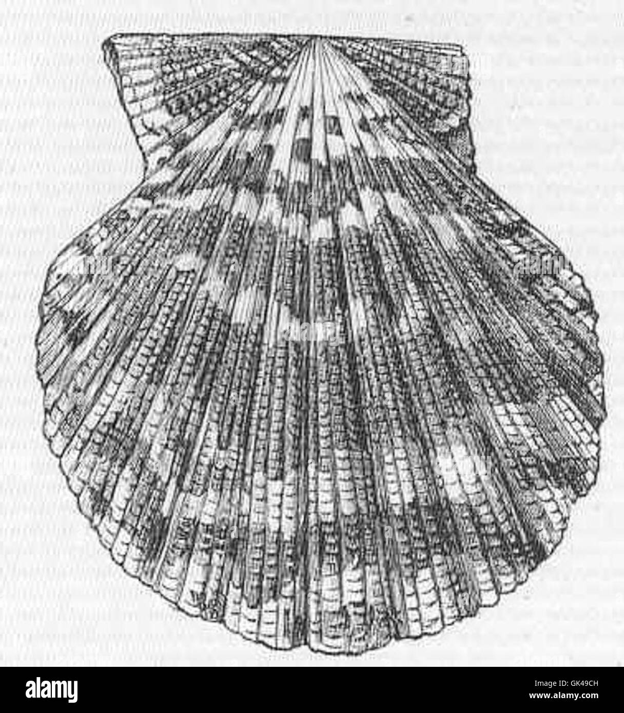 Indian bivalve shell Black and White Stock Photos & Images - Alamy