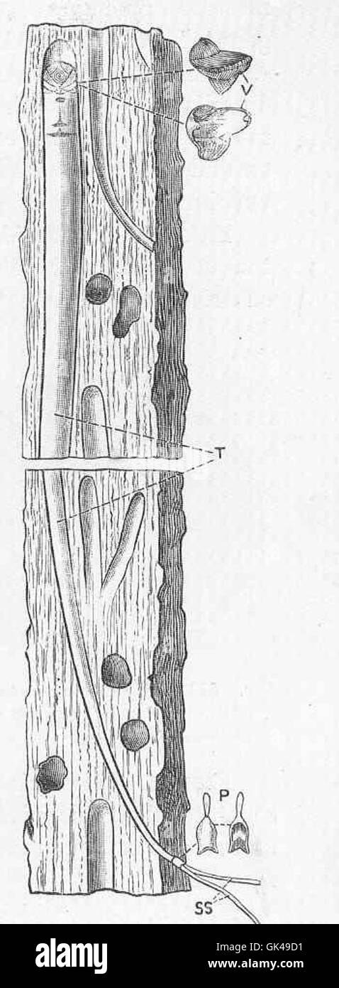 Teredo navalis, also known as the shipworm, is a marine bivalve mollusk notorious for boring into wooden structures submerged in water, including ships and docks. It plays a significant role in wood degradation in marine environments. Stock Photo