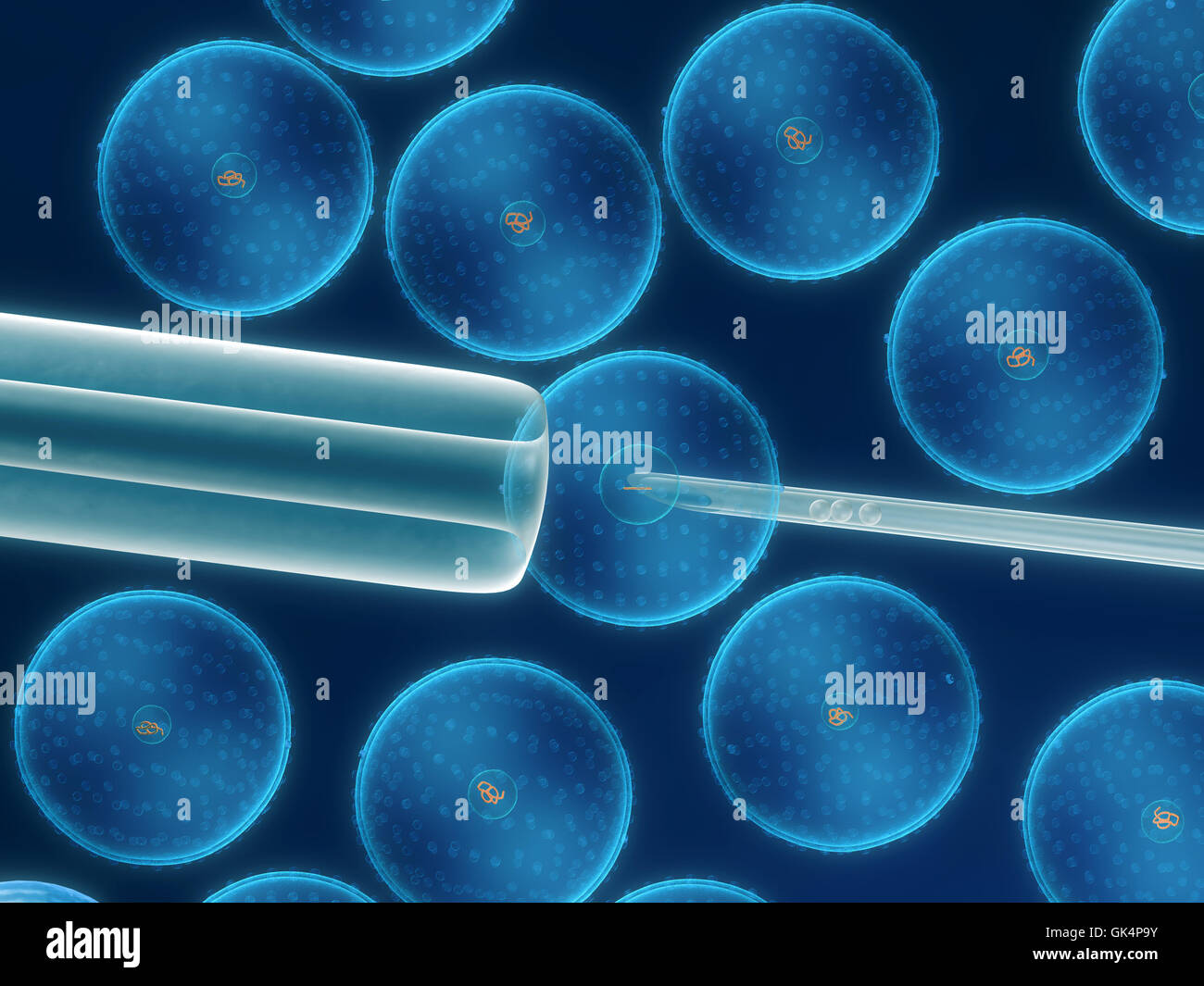 cell egg biology Stock Photo