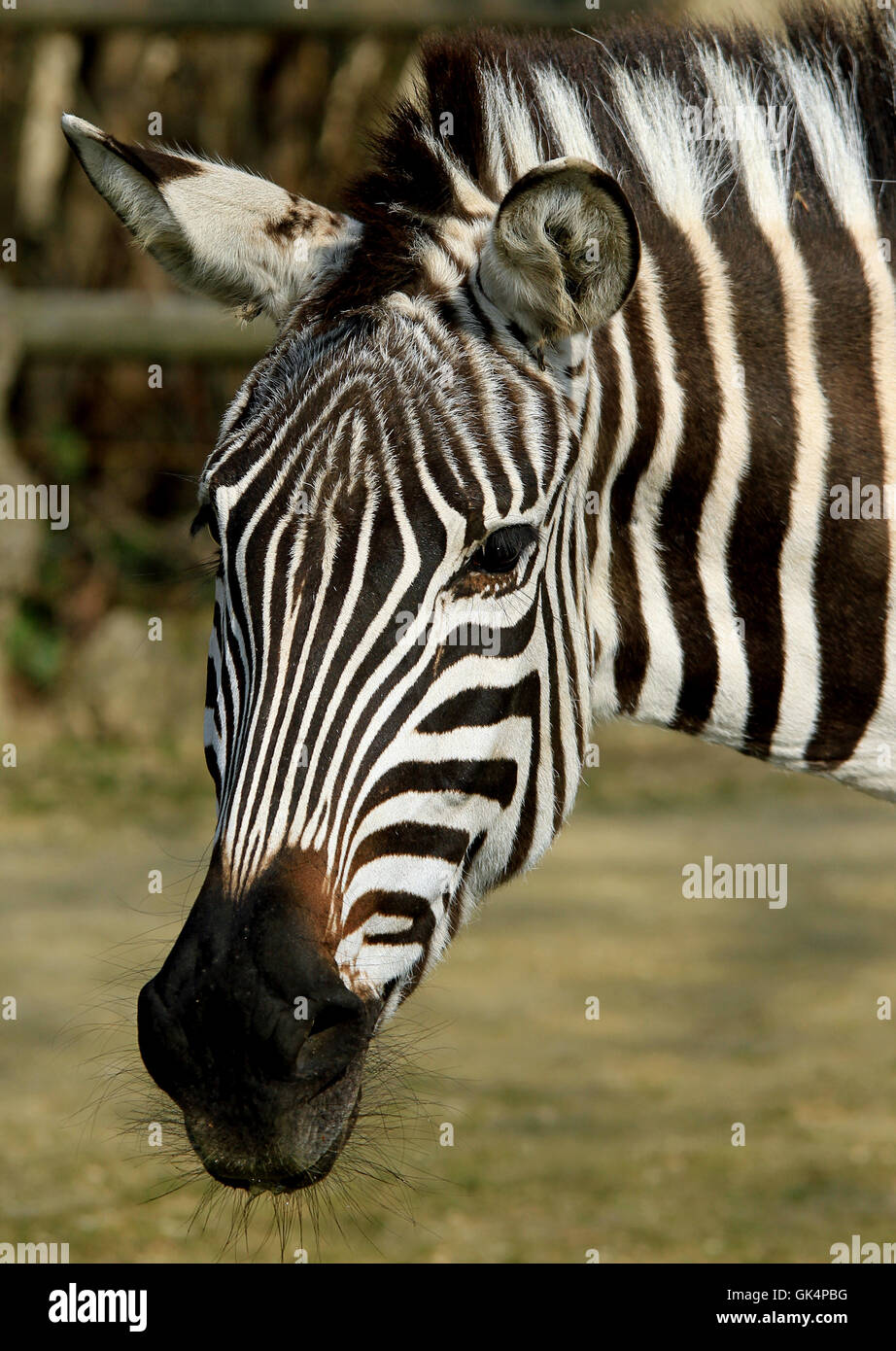 zebra Stock Photo Alamy