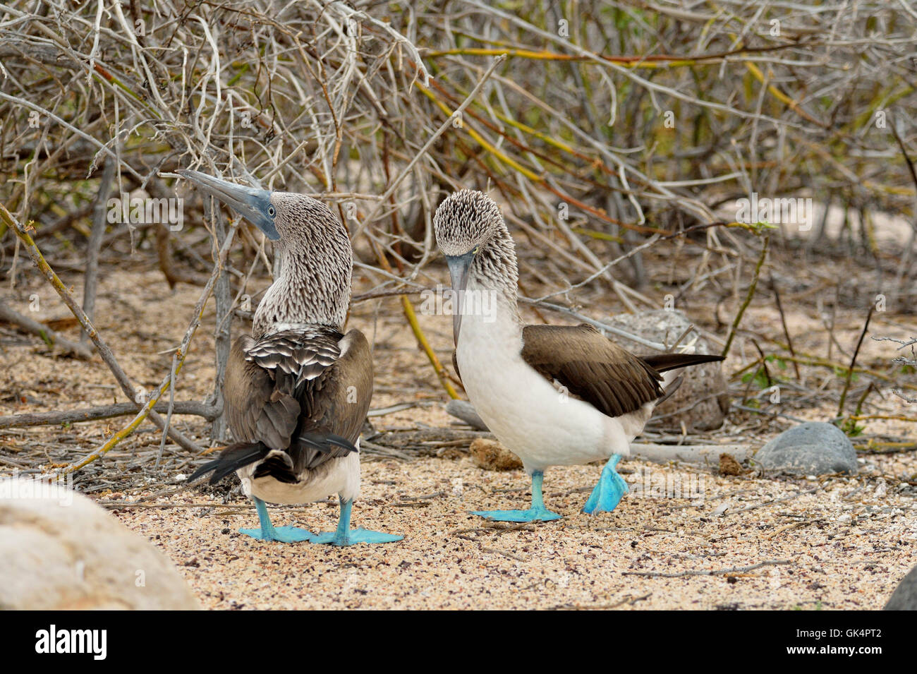 Blue-footed Booby (Sula nebouxii) courting courtship rituals, Galapagos Islands National Park, North Seymore Island, Ecuador Stock Photo