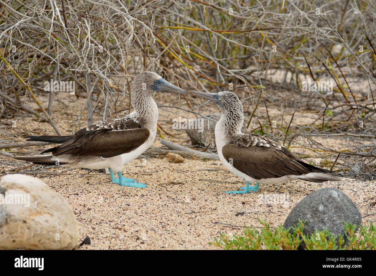 Blue-footed Booby (Sula nebouxii) courting courtship rituals, Galapagos Islands National Park, North Seymore Island, Ecuador Stock Photo
