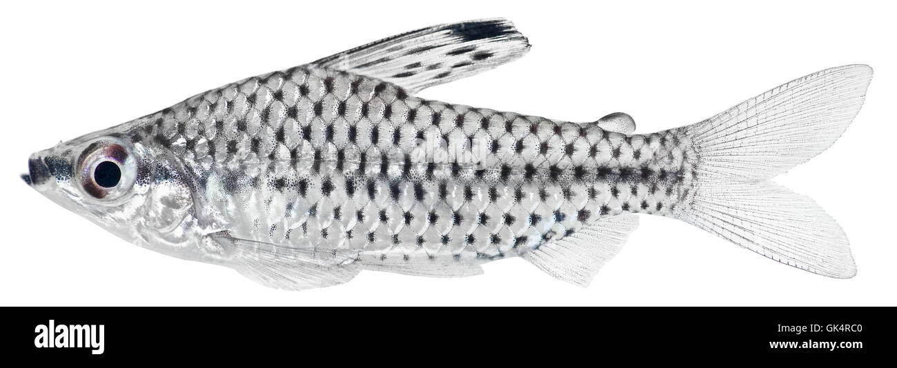 fish black swarthy Stock Photo