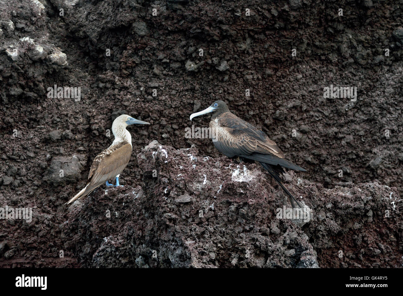 Blue-footed Booby (Sula nebouxii) Magnificent Frigatebird (Fregata magnificens), Galapagos Islands, National Park, Espanola (Hood) Island, Ecuador Stock Photo