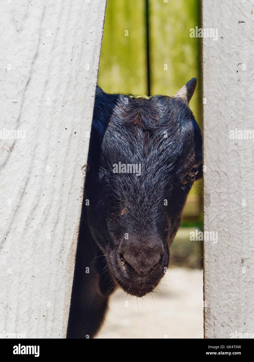 Here we have a goat looking for opportunity to break free from his enclosed environment. Stock Photo
