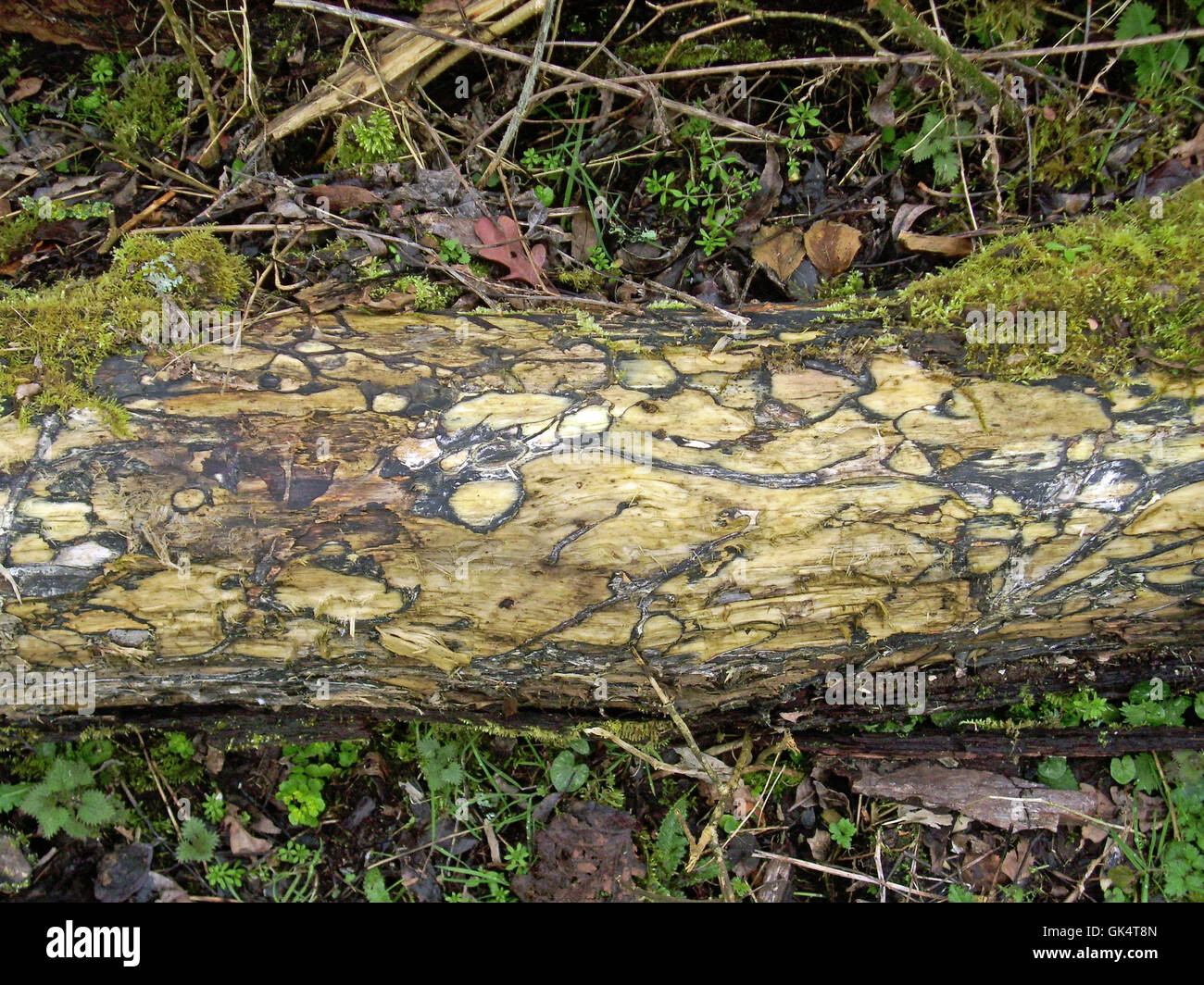 Rotting log with fungus Stock Photo
