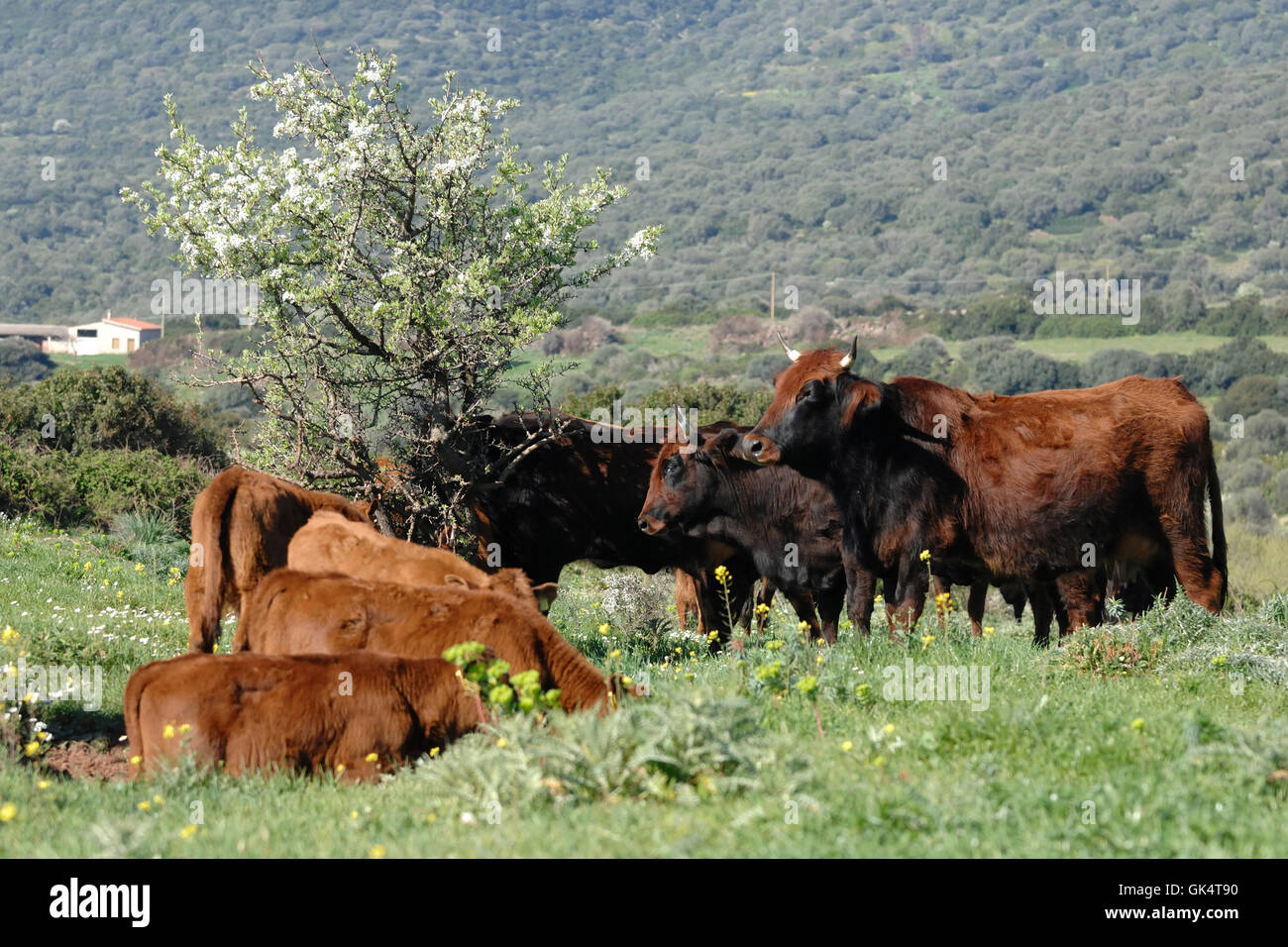 Cow and calf of red ox eating in the Sardinian landscape Stock Photo
