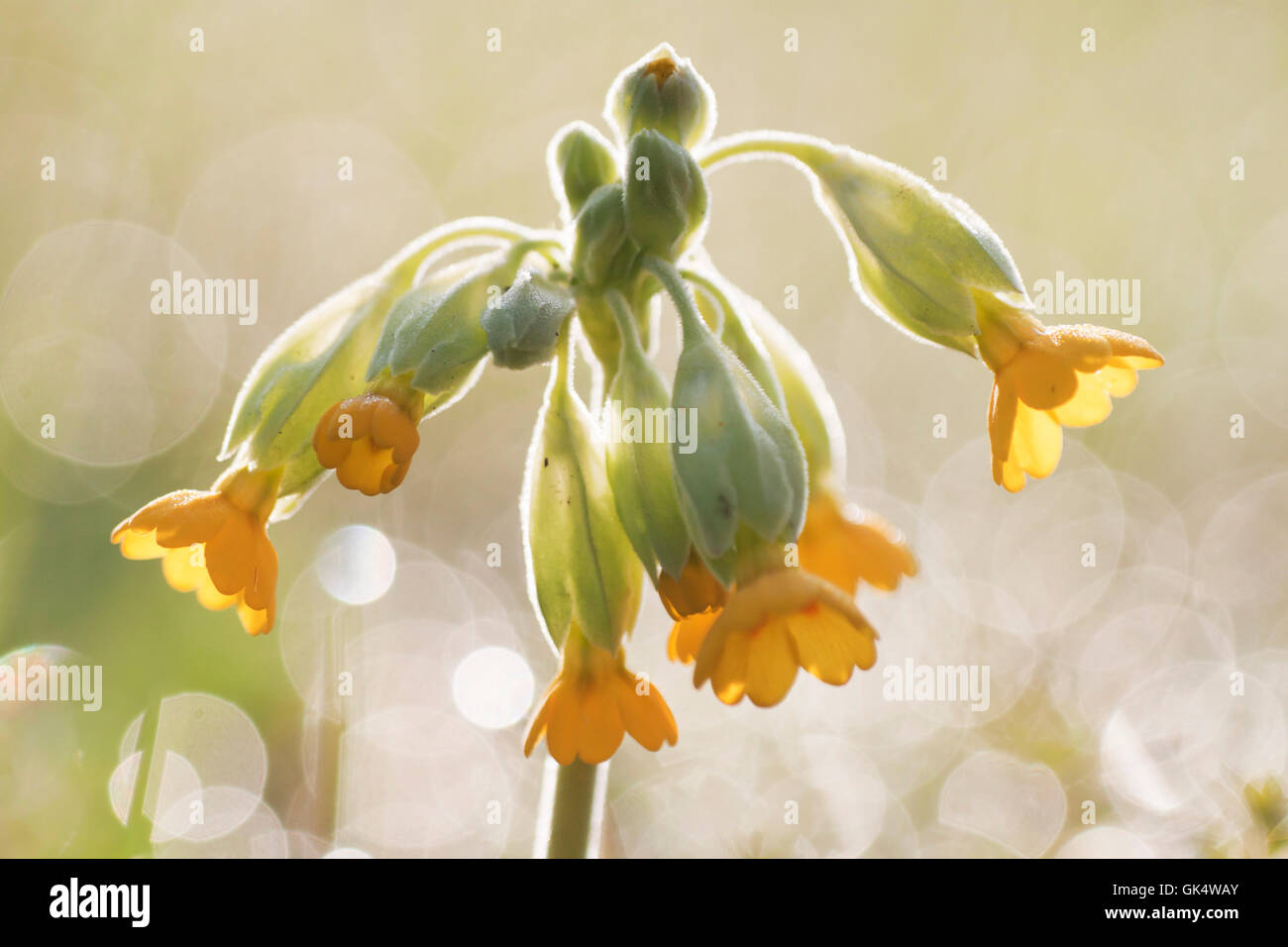 plant primrose shine Stock Photo