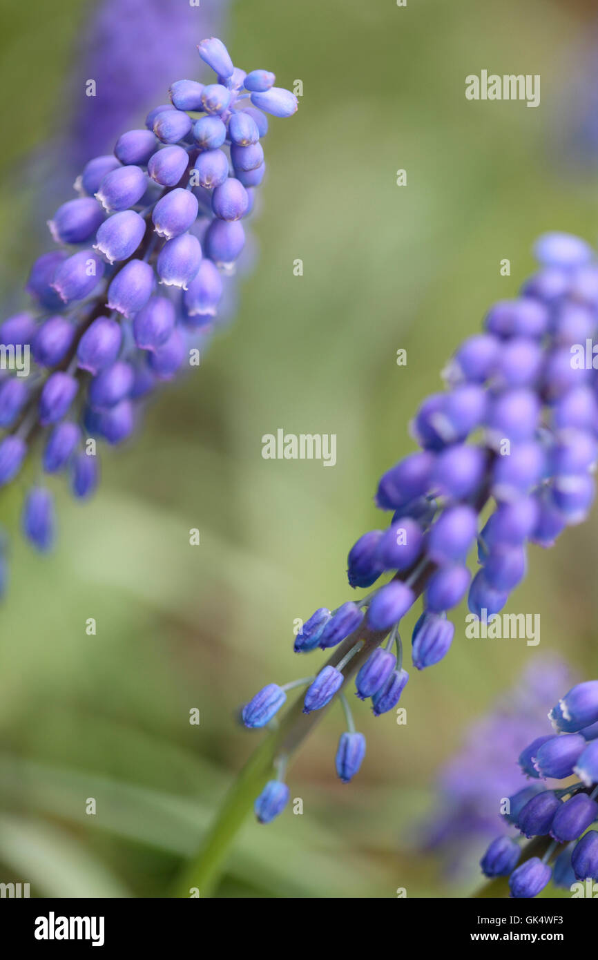 early giant, muscari - distinctive bell-shaped flowering spike early spring colour Jane Ann Butler Photography JABP1583 Stock Photo