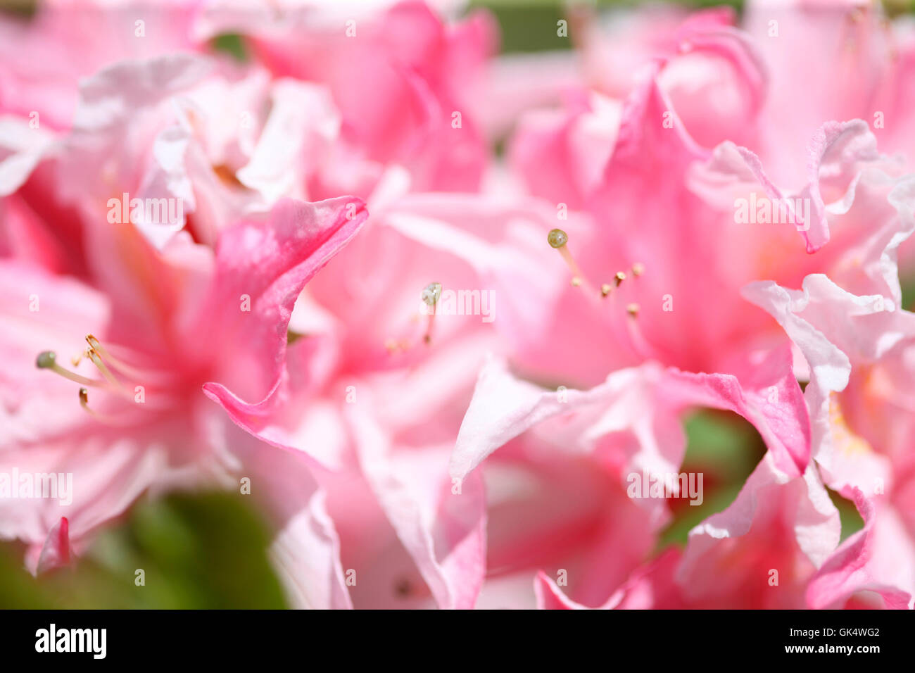 pink azaleas in spring, happiness and hope Jane Ann Butler Photography JABP1577 Stock Photo